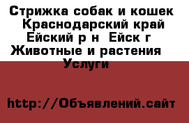 Стрижка собак и кошек - Краснодарский край, Ейский р-н, Ейск г. Животные и растения » Услуги   